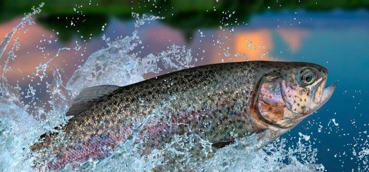 Argentina prohíbe la cría de salmones