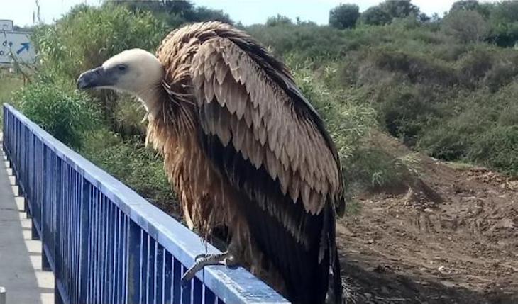 La Policía Local de Málaga recupera un ejemplar de buitre leonado