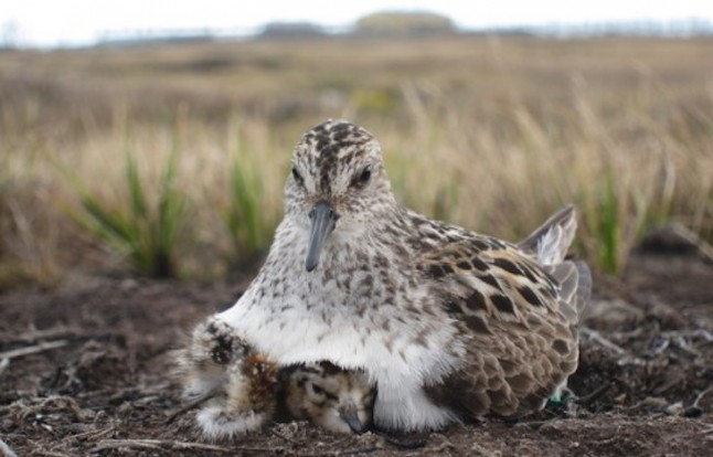 La depredación de los nidos de aves costeras sigue en el mismo nivel a pesar del cambio climático