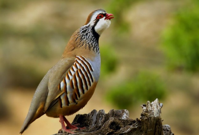 La Fundación Artemisan recomienda no cazar más de un 30% de las perdices disponibles para no sobreexplotar la caza