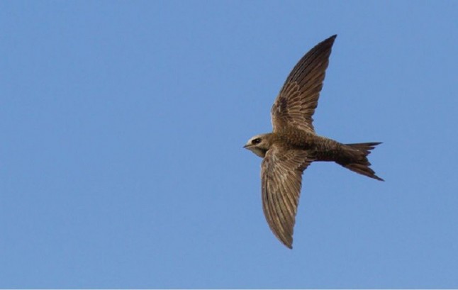 Un ave que come y duerme en el aire