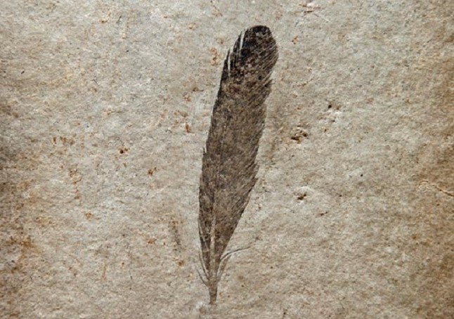 La primera pluma fósil no perteneció al icónico Archaeopteryx