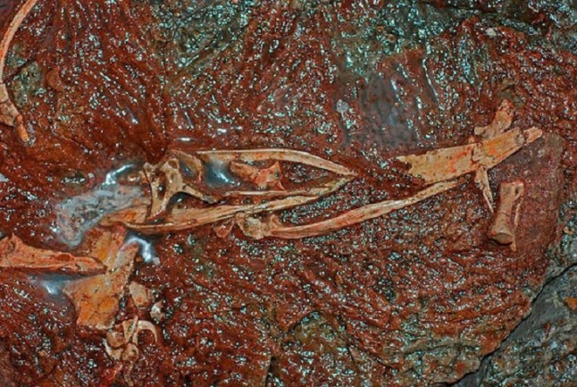 Dos nuevos dinosaurios rellenan 70 millones de años de hueco evolutivo