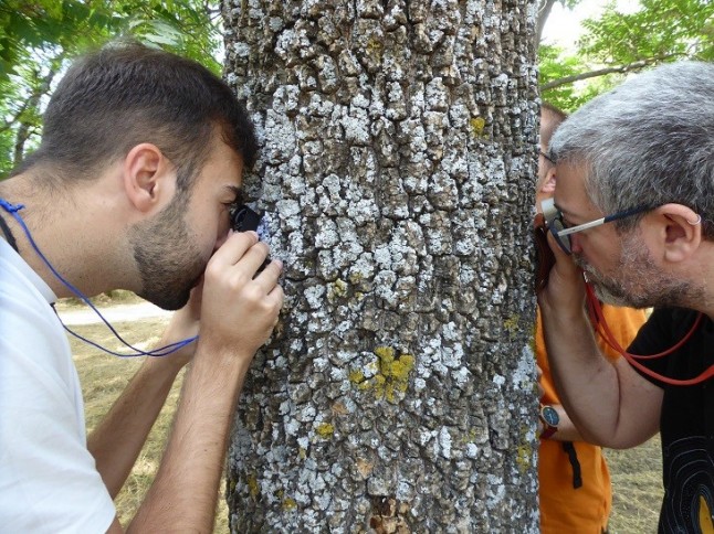 Intentarán desvelar la calidad del aire buscando líquenes sensibles a la contaminación