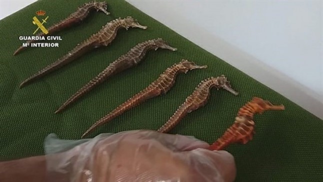 El Seprona interviene 49 caballitos de mar