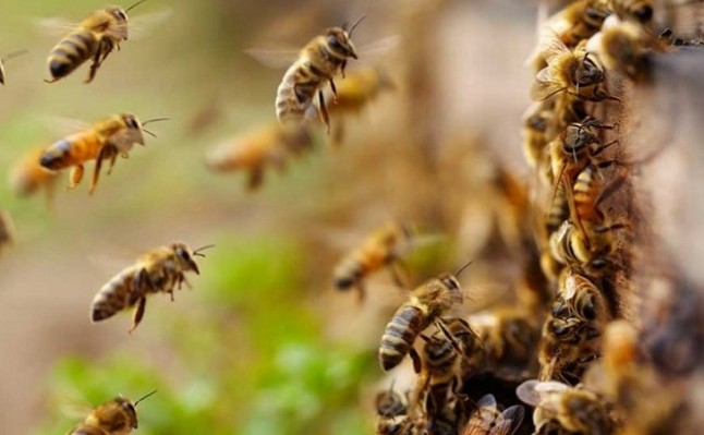 Los pesticidas son ‘demoledores’ para las abejas