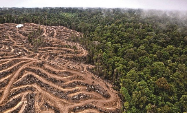 Las importaciones españolas de soja para el ganado deforestan implacablemente el Planeta