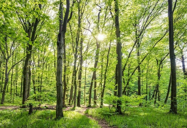 Los enormes beneficios que reporta la gestión forestal