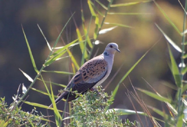 Miles de especies de aves del planeta están en riesgo de extinción