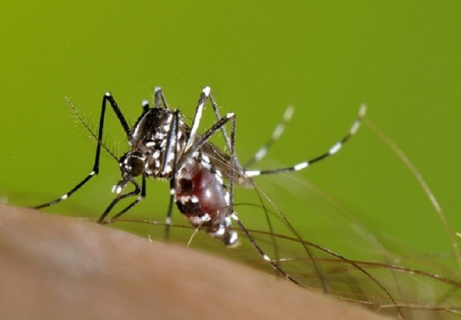 Erradicar el mosquito tigre está a la vuelta de la esquina