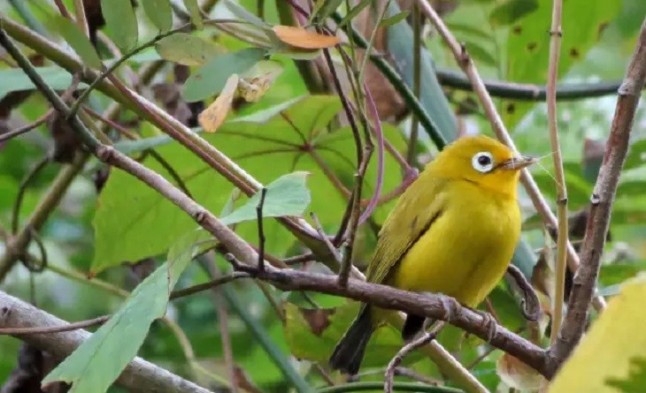 Increíble pero cierto