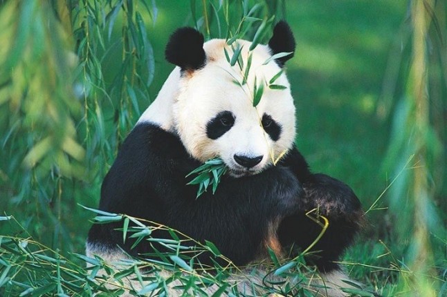 El panda gigante también fue carnívoro