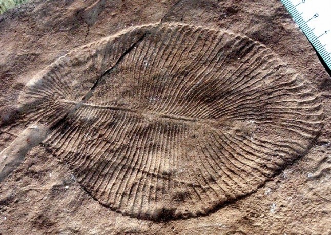 El fósil animal más antiguo es una impresión de su verdadero aspecto