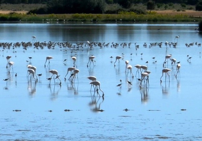 España se pone las pilas para proteger Doñana después del varapalo de Europa