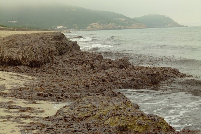 Los arribazones de Posidonia oceanica de las playas no es basura