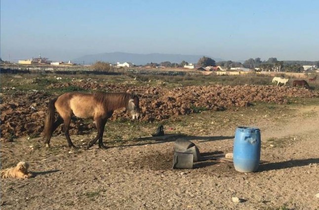 Denuncian el abandono sistemático de caballos en La Línea