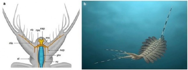 Cerebros fosilizados de criaturas del Cámbrico aparecen en Groenlandia