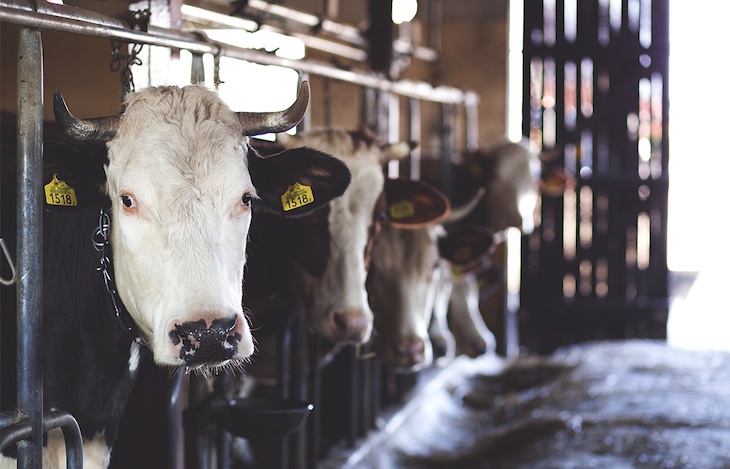 Europa exige a España que pongan fin a una pesadilla ‘animal’ de tres meses