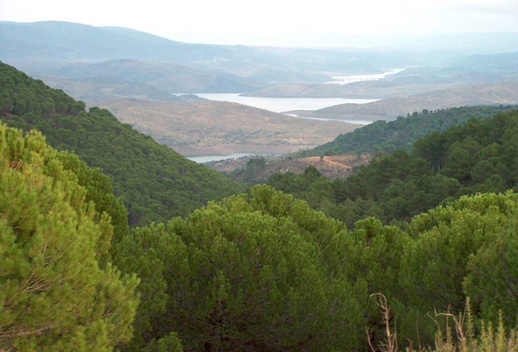 Por la renovación de convenios de gestión forestal de montes públicos andaluces
