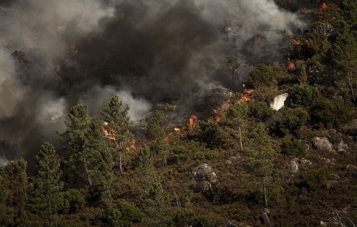 Exigen la dimisión del responsable de Montes de la Xunta de Galicia