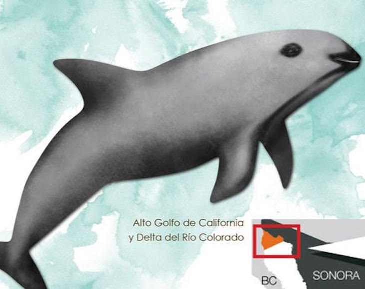 Día Mundial de la Vaquita Marina 2021