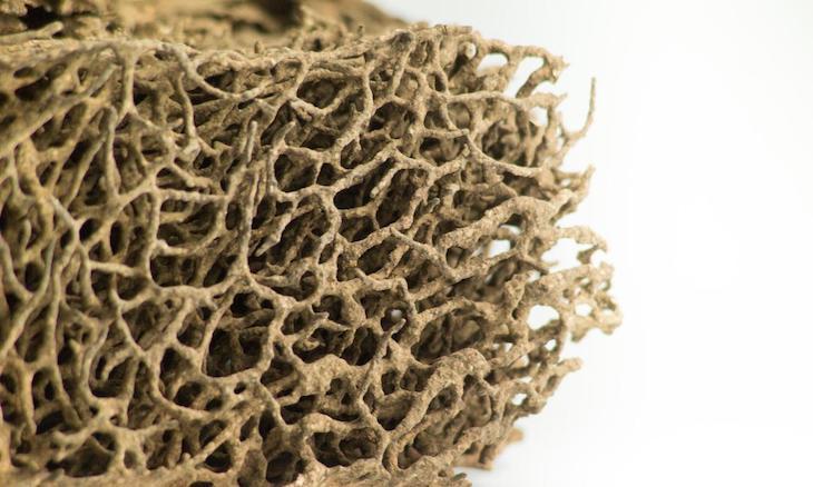 Las termitas siguen una simple regla arquitectónica para sus nidos