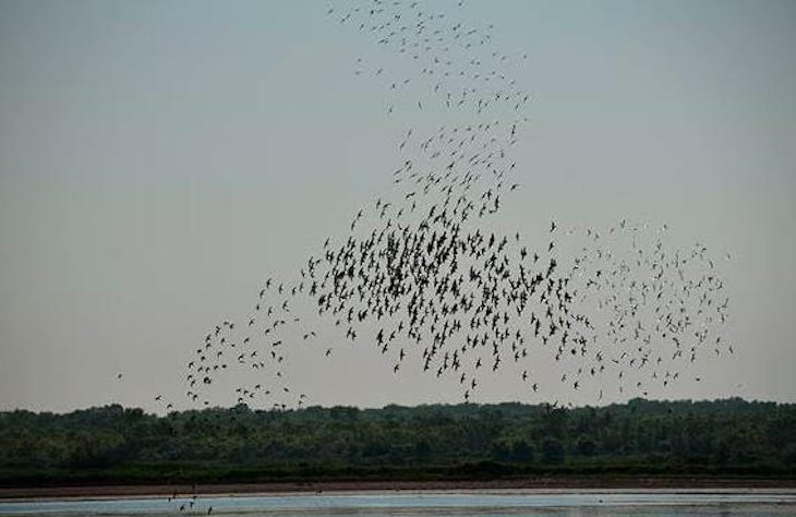 Día Mundial de las Aves Migratorias 2023 - Buen viaje