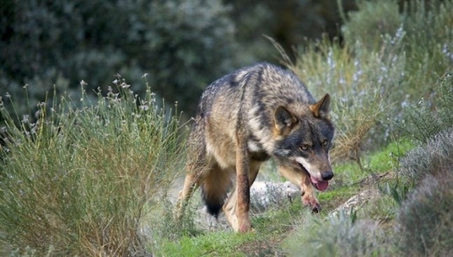 Equo exige al Gobierno que no financie o apoye la exposición de cabezas de lobo disecadas sino que aumente su protección