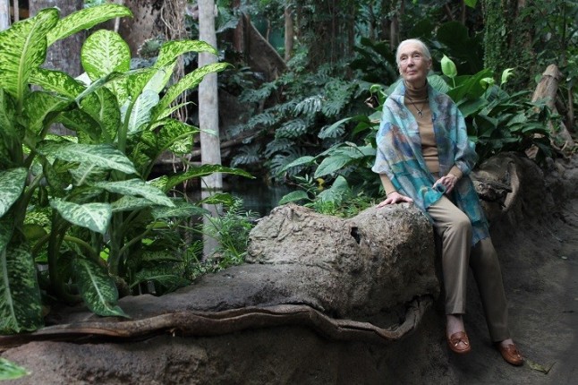 Jane Goodall alerta del tráfico ilegal de especies