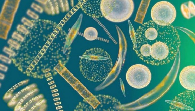 Fitoplancton a la baja