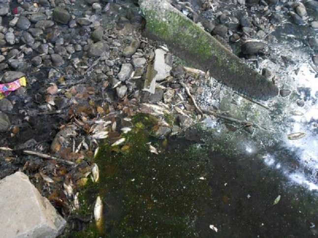 Centenares de peces muertos en el río Pícaro de Algeciras