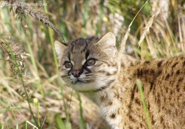 Proyecto pionero en Chile busca recuperar al felino más pequeño de América