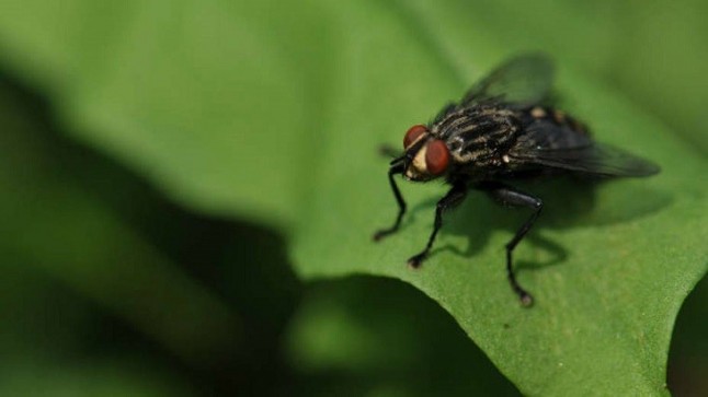 Los indicadores ambientales garantizan que no existe plaga de mosca negra en Madrid
