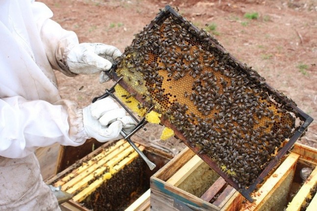 Instalan 41 núcleos de enjambres de abejas en 20 jardines de València para garantizar la biodiversidad
