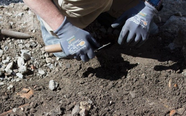 Registros antiguos alteran la línea de tiempo de diversificación animal