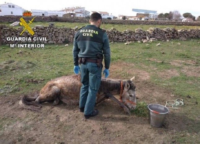 Extremadura. Investigado un sujeto por las lamentables condiciones con las que mantenía caballos en Santa Ana