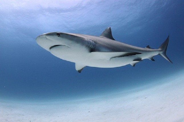 Cómo evolucionaron los tiburones gigantes