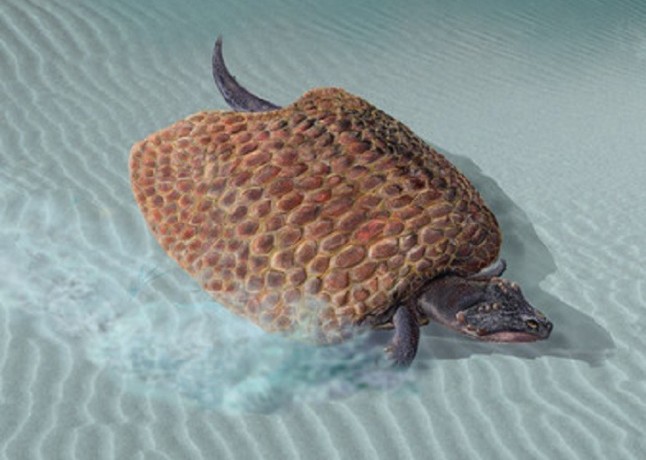 Descubren en Guadalajara el primer cráneo de placodonto de la Península