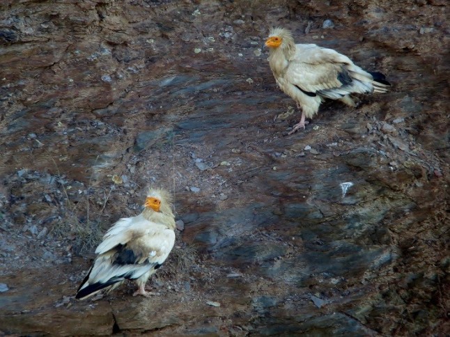 Los censos de Andalucía confirman la existencia de 24 parejas de Alimoche