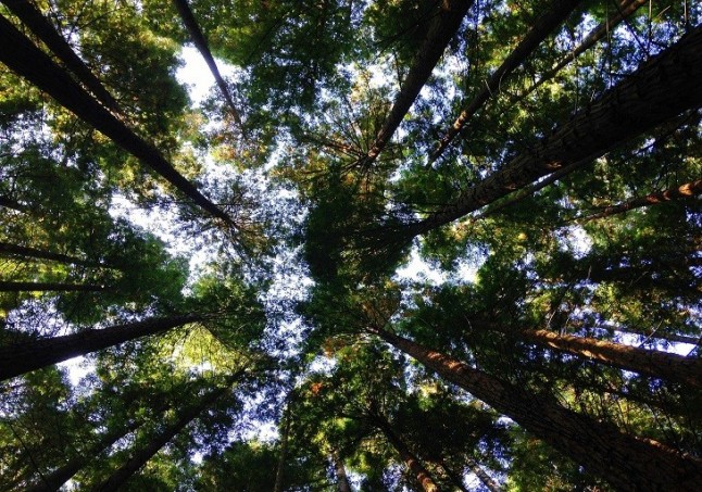 Por una reforma fiscal que incorpore el medio ambiente