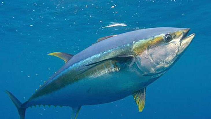 Día Mundial del Atún 2024