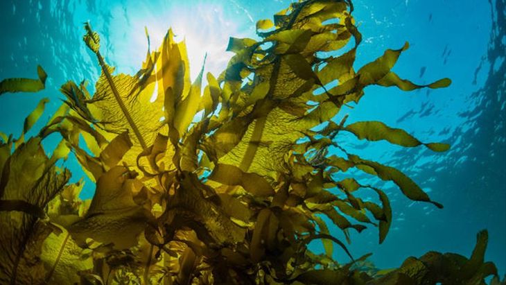 Naturaleza. La evidencia más temprana de animales resulta ser de algas