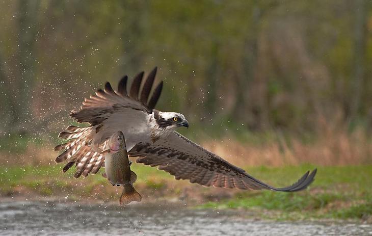 Las aves de montaña en Europa en franco declive por el calentamiento global