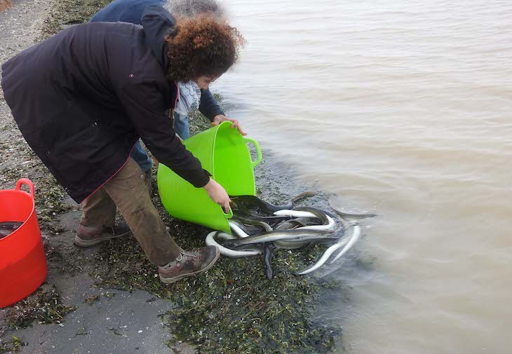 ANSE obtiene avances sobre el comportamiento de la anguila europea en el Mar Menor
