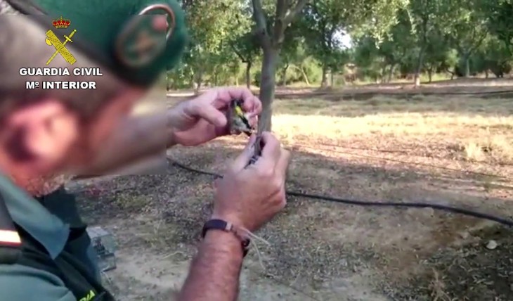 Pillado un cazador furtivo que usaba cepos para capturar animales en Bollullos (Huelva)