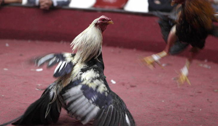 Peleas de gallos en Valdehúncar (Cáceres)