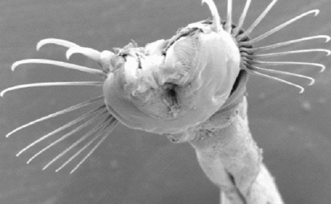 Criaturas de mandíbulas con cerdas reciben sitio en el árbol de la vida