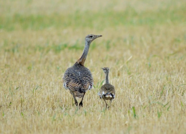 Las avutardas tienen un sentido de solidaridad entre sus crías… particular