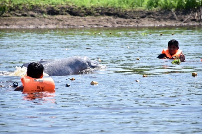 Delfines de río en Perú serán rastreados vía satélite para mejorar su conservación