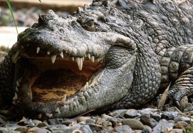 Los cocodrilos ofrecen pistas sobre el oído de los dinosaurios